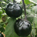 'Heiyuanshuai' Round Eggplant Seeds, 100 Seeds