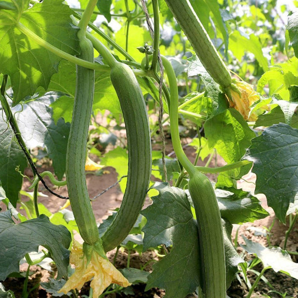 Long Fragrant Luffa Seeds, 5 × 5g Bags