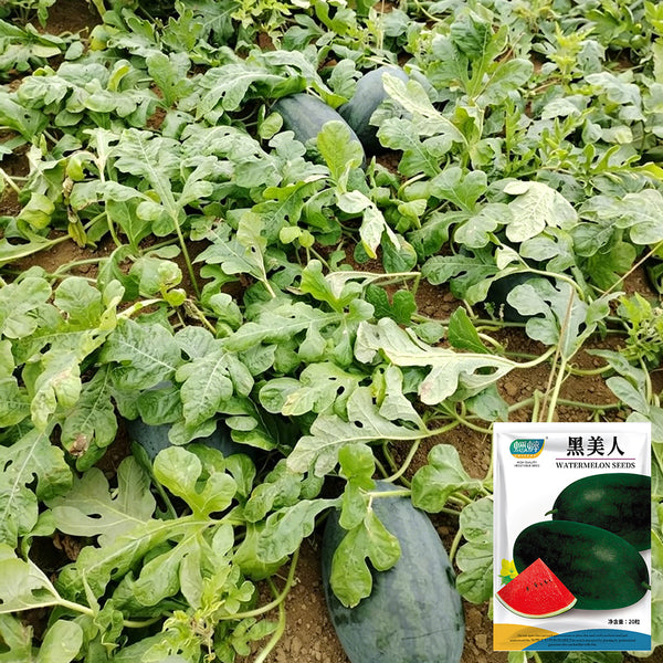Black Beauty Watermelon, 20 Seeds