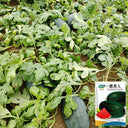 Black Beauty Watermelon, 20 Seeds