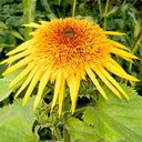 Meteor Double Sunflower, 5~10 Seeds
