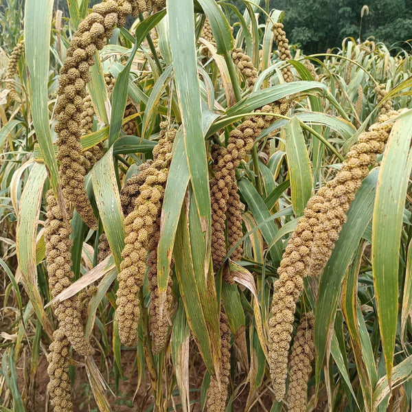 Jugu 36 Foxtail Millet Seeds, 150g