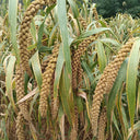 Jugu 36 Foxtail Millet Seeds, 150g