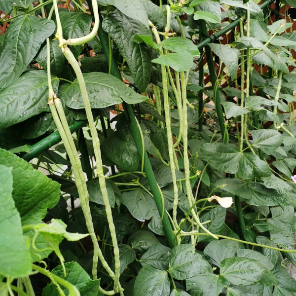'Zhangtang King' Yardlong Bean Seeds, 50g