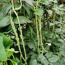 'Zhangtang King' Yardlong Bean Seeds, 50g