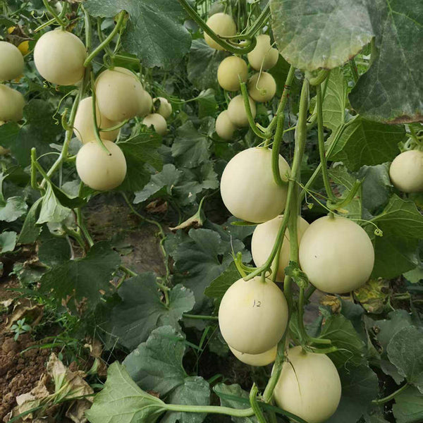 Caidu Jinyu No. 12 Muskmelon, 15 Seeds