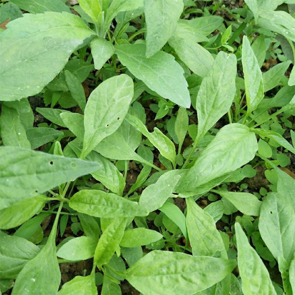Willow-Leaf Amaranth Seeds, 10g