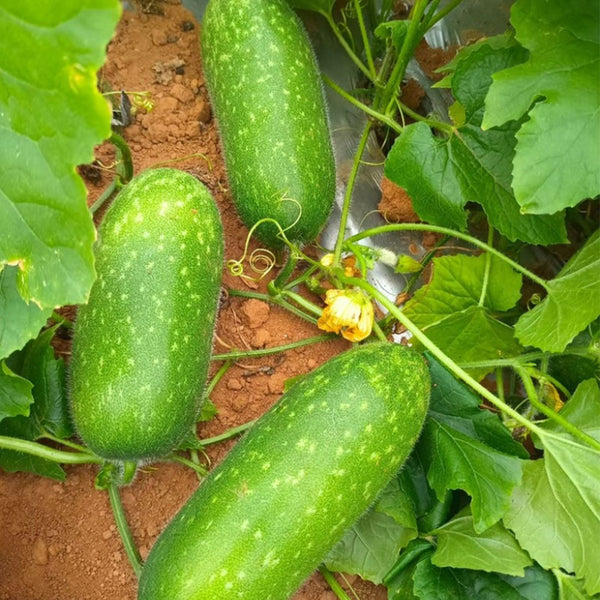 Baoxing F1 Hybrid Hairy Gourd, 50 Seeds