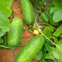 Baoxing F1 Hybrid Hairy Gourd, 50 Seeds