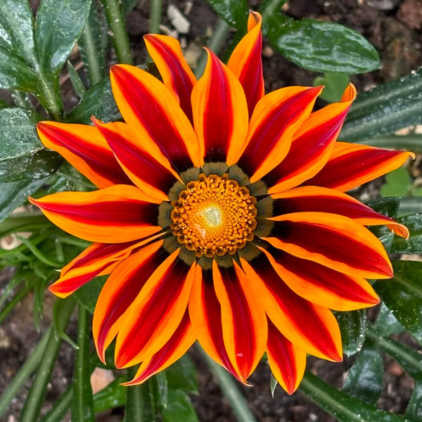 Gazania, 1g
