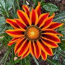 Gazania, 1g