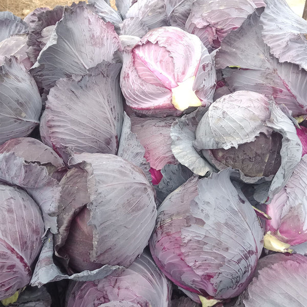 Zifeng Purple Cabbage Seeds, 1g
