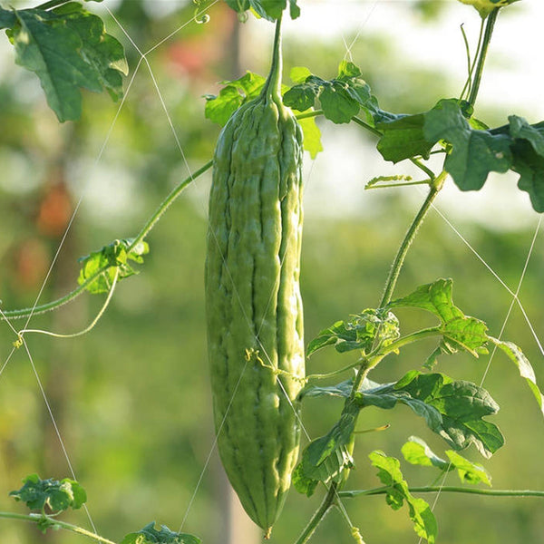Jiemei 23 Bitter Gourd, 50 Seeds