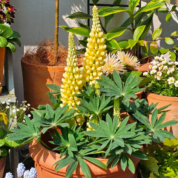 Yellow Lupin, 100 Seeds