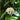 Whorled Wax Plant, 5 Cuttings