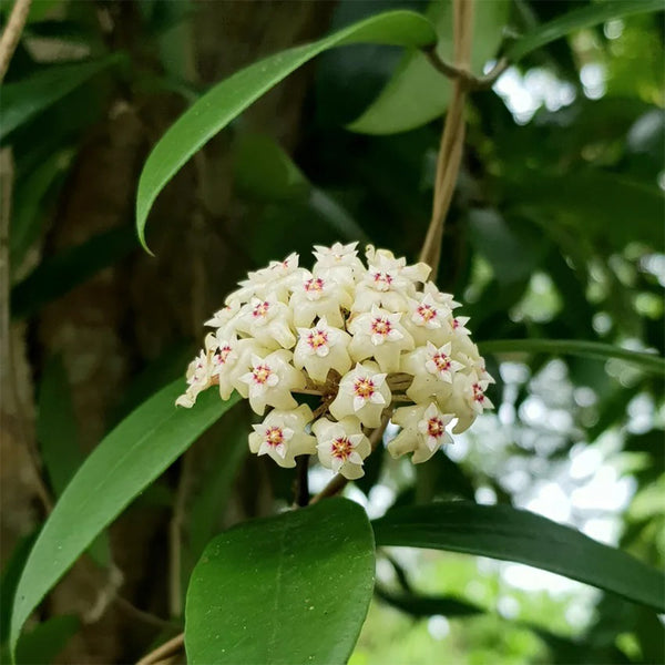 Whorled Wax Plant, 5 Cuttings