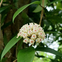 Whorled Wax Plant, 5 Cuttings