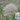 Giant Dandelion (Tragopogon orientalis), 10 Seeds