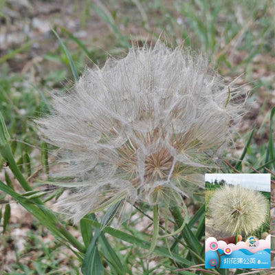 Dandelion