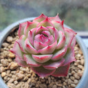 Echeveria 'Silhouette', 3pcs x 1-head