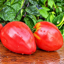 189 Winnie the Pooh Tomato, 5 Seeds