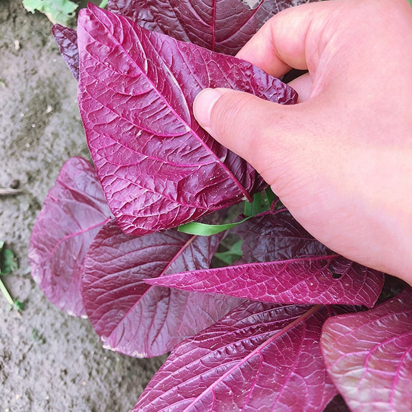 All-Red Round-Leaf Amaranth Seeds, 10g