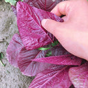 All-Red Round-Leaf Amaranth Seeds, 10g