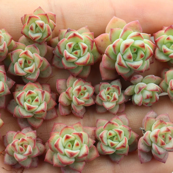 Echeveria Caramel Spirit, 3pcs x 1-head