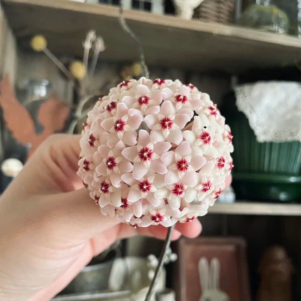 Hoya WG-073, 5 Cuttings