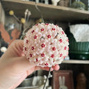 Hoya WG-073, 5 Cuttings