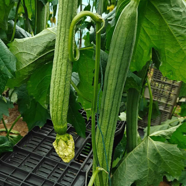 Jiamei 60 Long Sponge Gourd, 100 Seeds
