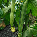 Jiamei 60 Long Sponge Gourd, 100 Seeds