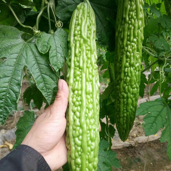‘Saibi’ Green Bitter Gourd Seeds, 20 Seeds