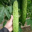 ‘Saibi’ Green Bitter Gourd Seeds, 20 Seeds