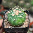 Echinocactus texensis, 3cm