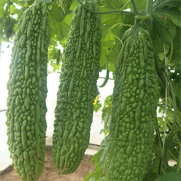 'Saibilu' Bitter Melon Seeds, 50g