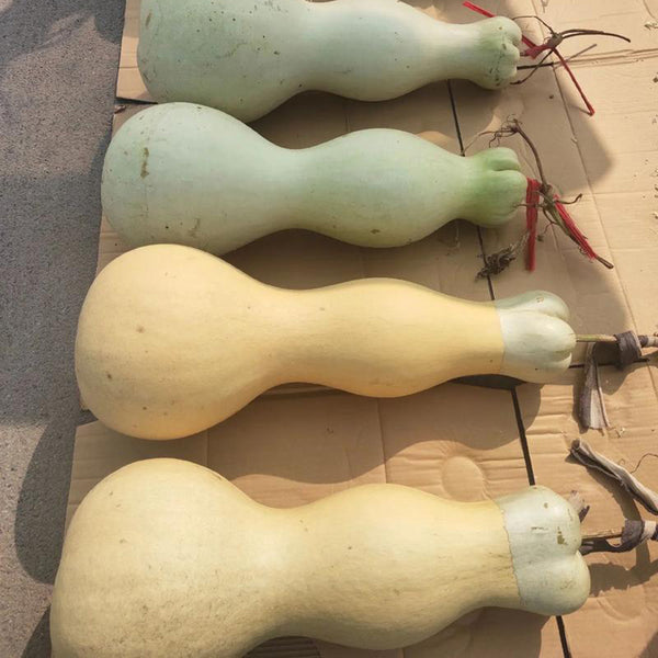 Slender-waisted lotus-head gourd, 5 Seeds