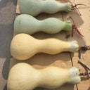 Slender-waisted lotus-head gourd, 5 Seeds