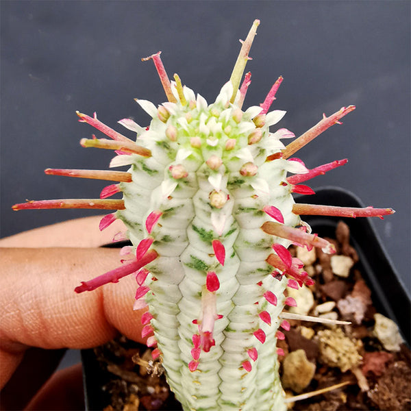 Euphorbia mammillaris 'Variegata', 6-8cm