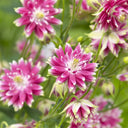 Hezhichun Aquilegia 'Barlow' Seeds, 1g