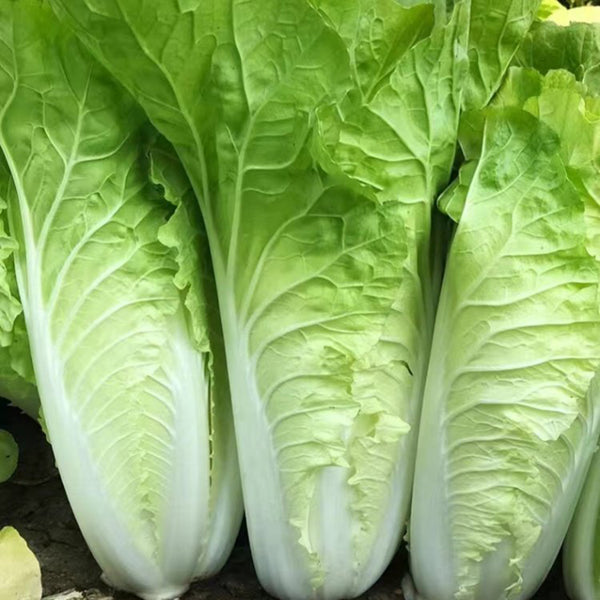 Fast Growing Pak Choi Seeds, 10g