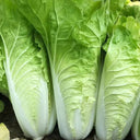 Fast Growing Pak Choi Seeds, 10g