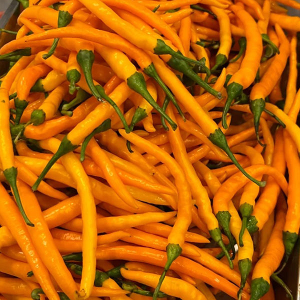 Yellow Spicy Girl Line Pepper Seeds, 2g