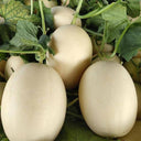 White Sweet Queen Melon Seeds, 50 Seeds