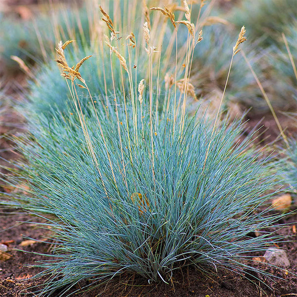 Festuca glauca, 100 Seeds