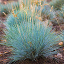 Festuca glauca, 100 Seeds