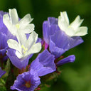 Wavyleaf Sea Lavender (Blue) Seeds, 200 Seeds