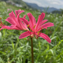 Pink Lycoris sprengeri, 1 Bulb