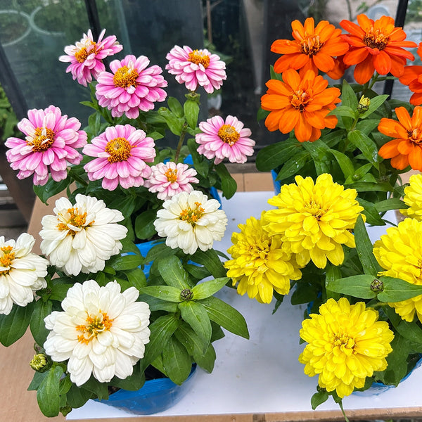 W1342 Dwarf Double Zinnia Mix, 100 Seeds