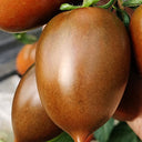 Purple Roman Tomato Seeds, 10 Seeds